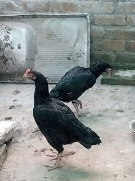 pure mushki mianwali aseel hen for sale 1