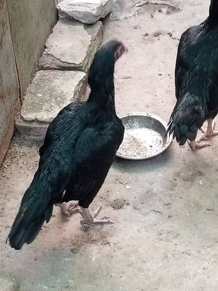 pure mushki mianwali aseel hen for sale 2