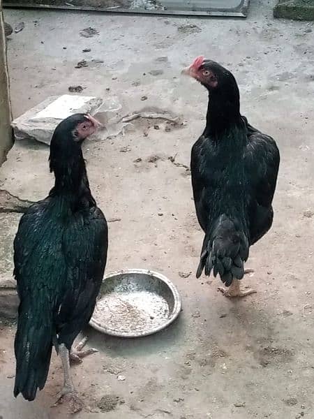 pure mushki mianwali aseel hen for sale 3