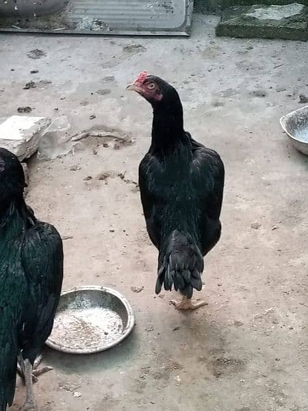 pure mushki mianwali aseel hen for sale 4