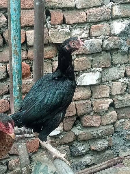 pure mushki mianwali aseel hen for sale 5