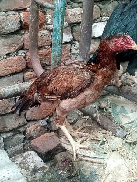 pure mushki mianwali aseel hen for sale 6