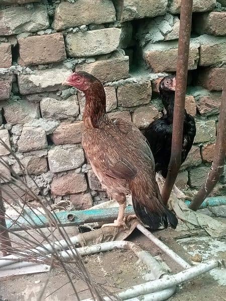 pure mushki mianwali aseel hen for sale 7