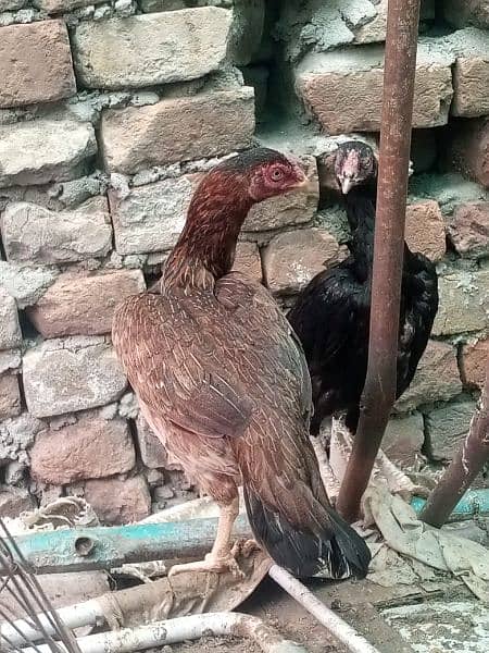 pure mushki mianwali aseel hen for sale 8