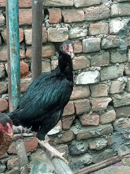 pure mushki mianwali aseel hen for sale 9