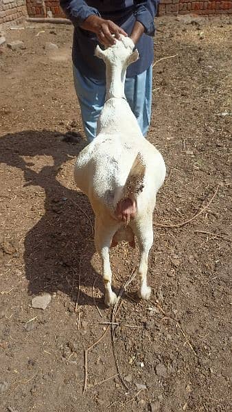 Gulabi Tedi Pregnant Female 1