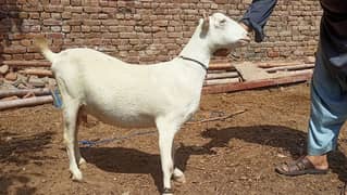 Gulabi Tedi Pregnant Female