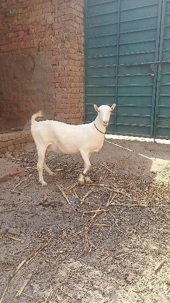 Gulabi Tedi Pregnant Female 3