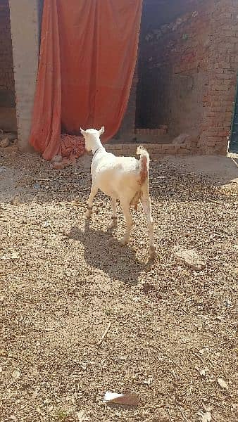 Gulabi Tedi Pregnant Female 4