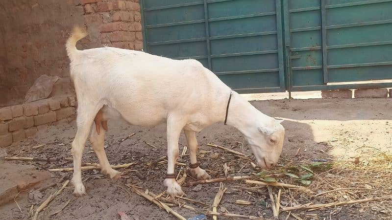 Gulabi Tedi Pregnant Female 5