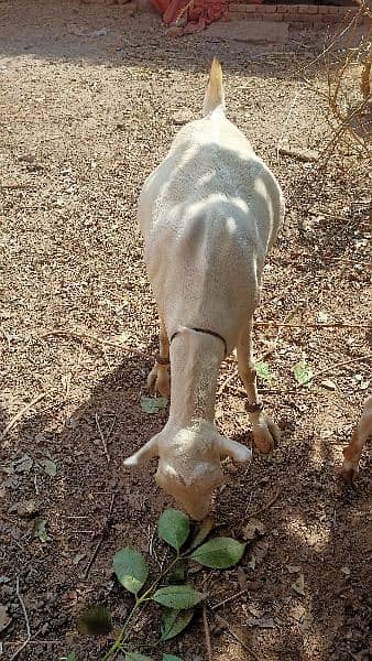 Gulabi Tedi Pregnant Female 6