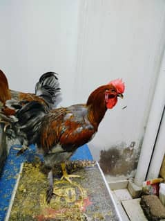 Two Cock for sale