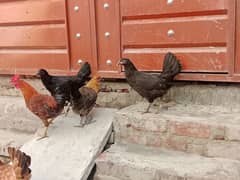 Desi Hens 03215416460