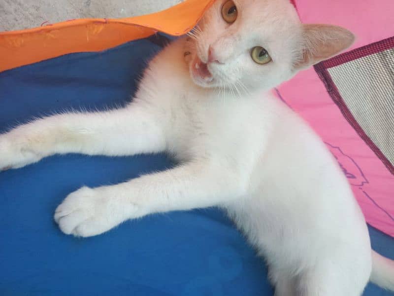 cat white rusian 1