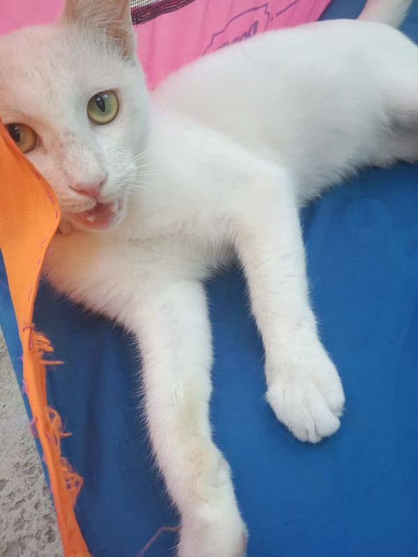 cat white rusian 2