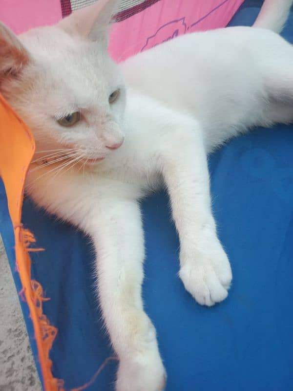 cat white rusian 3