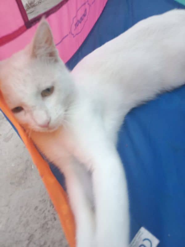 cat white rusian 4