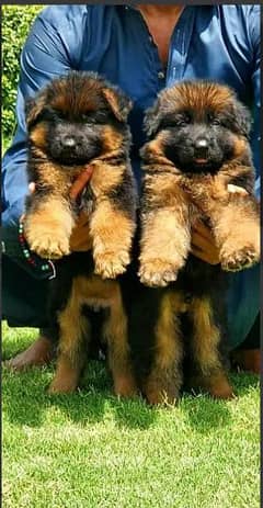 king German shepherd puppies