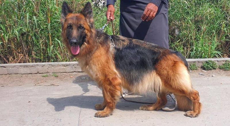 German shepherd puppies 5