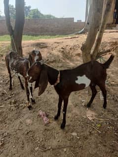 2 saal ki bakri 4 dant for sale