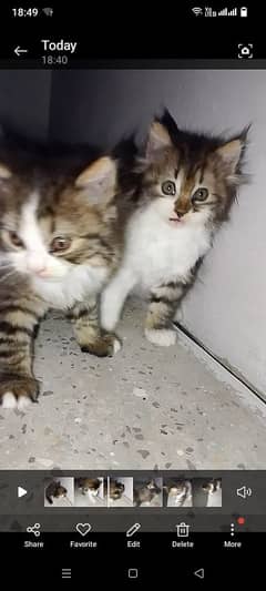 45 days old femail Persian kittens pair