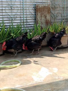 Australorp Cock