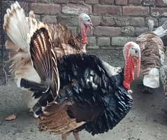 Turkey Birds For Sale in Sahiwal. 0322 7070729 Rana Shah Nawaz