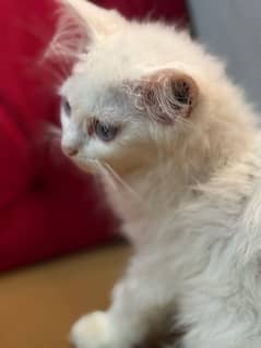 white persian cat blue eyes