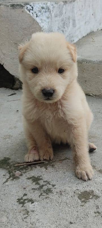 white German shshepherd orignal 0