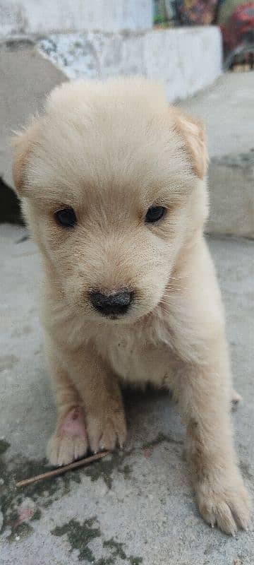 white German shshepherd orignal 1