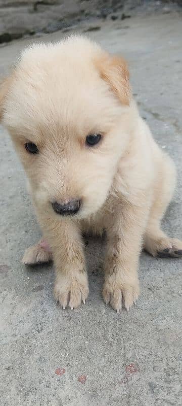 white German shshepherd orignal 2