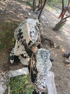 Bethi hui cow for sale