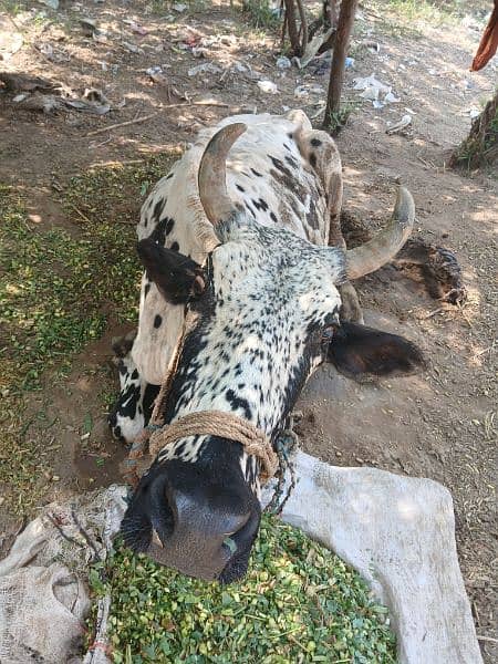 Bethi hui cow for sale 2