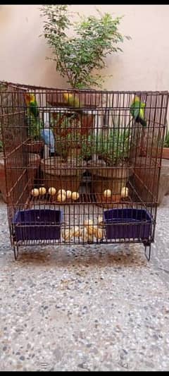 cage with in all asasries only 3500 no birds included