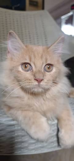 persian cat