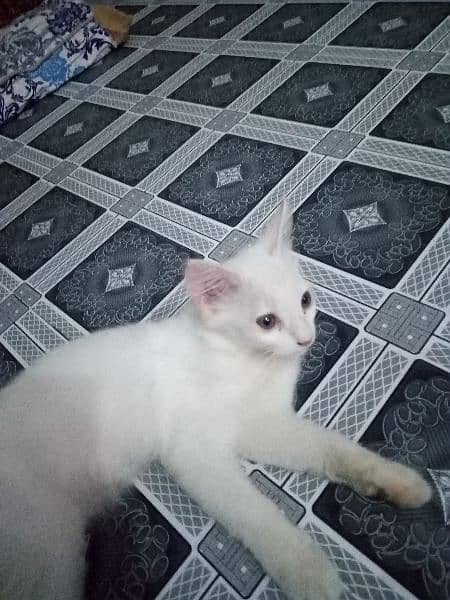 CUTE PERSIAN FEMALE CAT FOR SALE 1