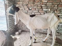 Rajanpuri beetal goat for sale