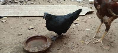 Ayam Cemani female gray toung egg laying femle