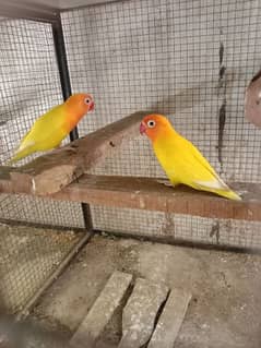 Fisher parrots for sale