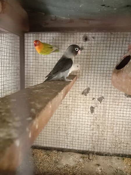 Fisher parrots for sale 1