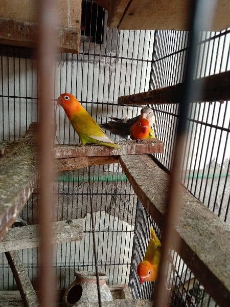 Fisher parrots for sale 3