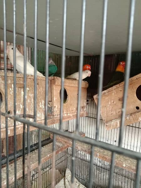 Fisher parrots for sale 4