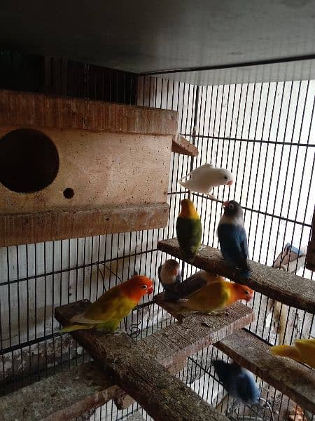 Fisher parrots for sale 5