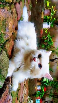 Persian female Cat Triple cotted