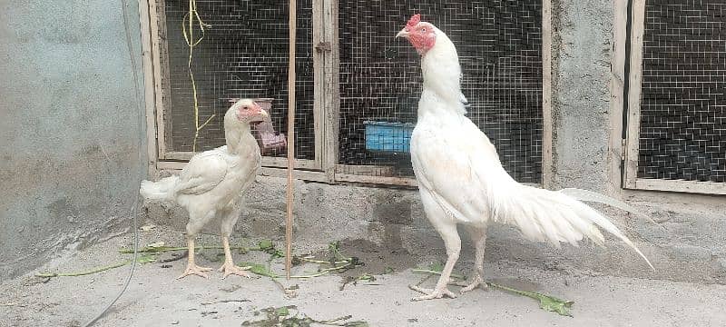 HEERA ASEEL PAIR FOR SALE 4