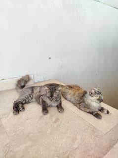 Himalyan Cats Furry hair Pair with 2months old Kitten baby .