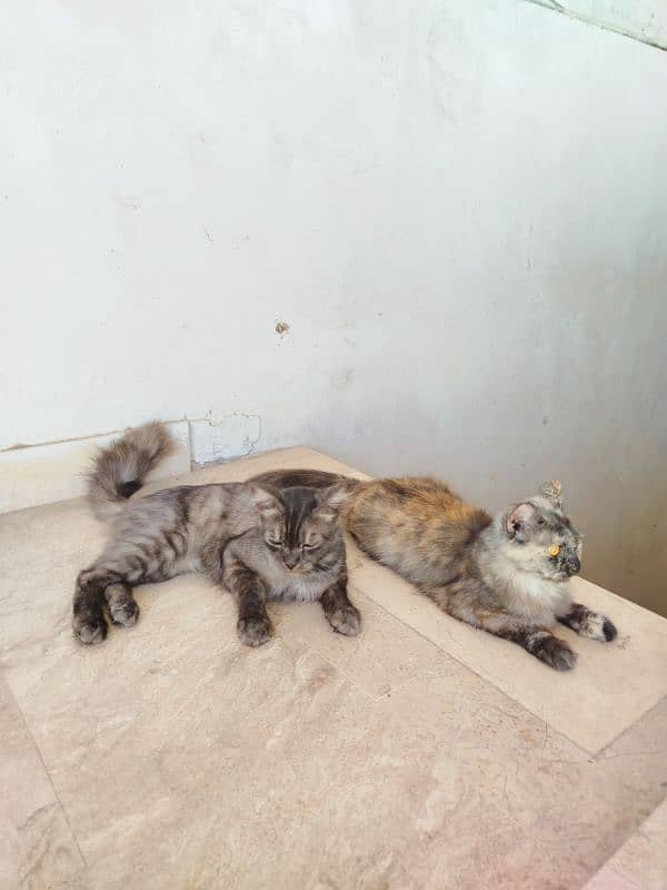 Himalyan Cats Furry hair Pair with 2months old Kitten baby . 0