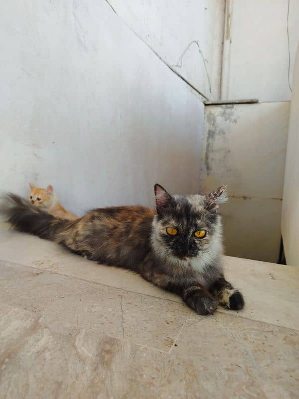 Himalyan Cats Furry hair Pair with 2months old Kitten baby . 1