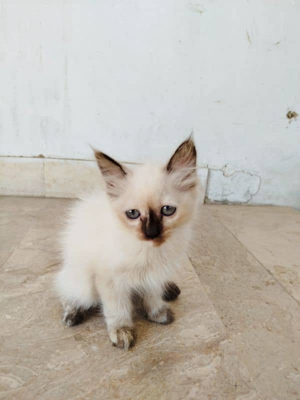 Himalyan Cats Furry hair Pair with 2months old Kitten baby . 2