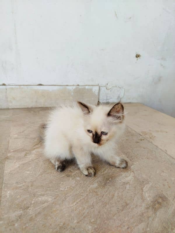 Himalyan Cats Furry hair Pair with 2months old Kitten baby . 3